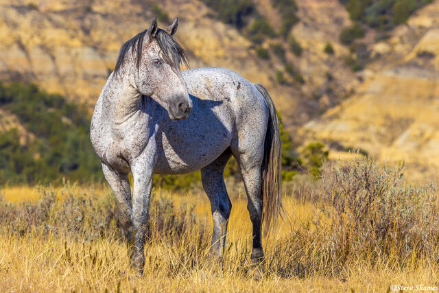 Wild White Horse print