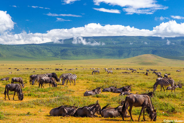 Wildebeest at Ngrongoro print