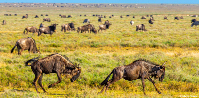 Wildebeest Chasing Each Other print