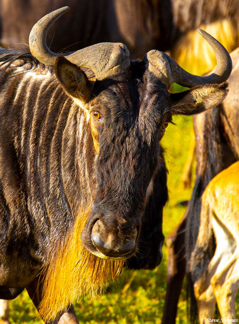 Wildebeest Portrait print
