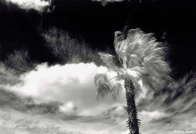 Windy Palm Tree print
