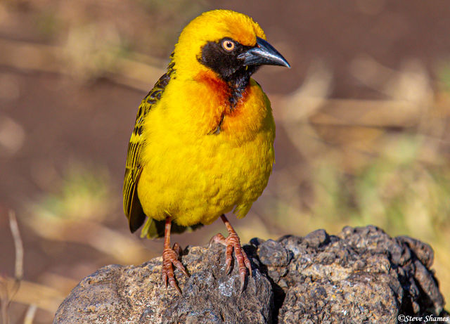 Yellow Weaver Bird print