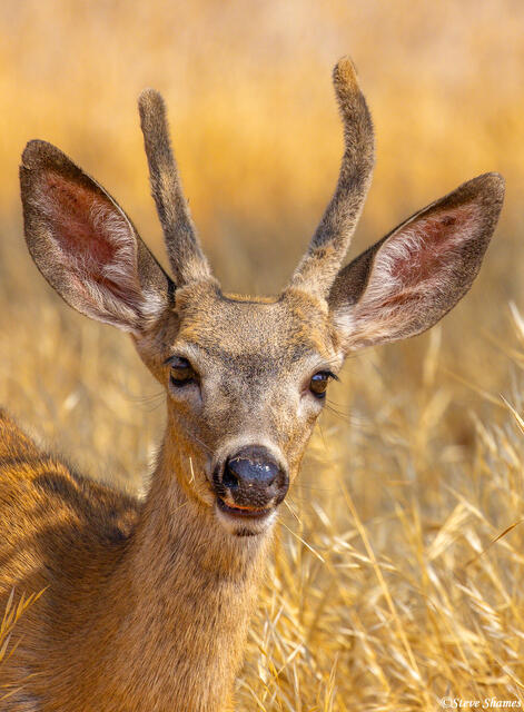 Young Buck Deer print