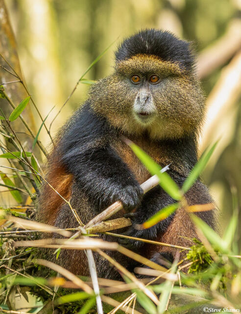 Young Golden Monkey print