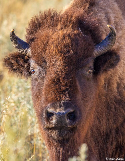 Young North Dakota Bison print