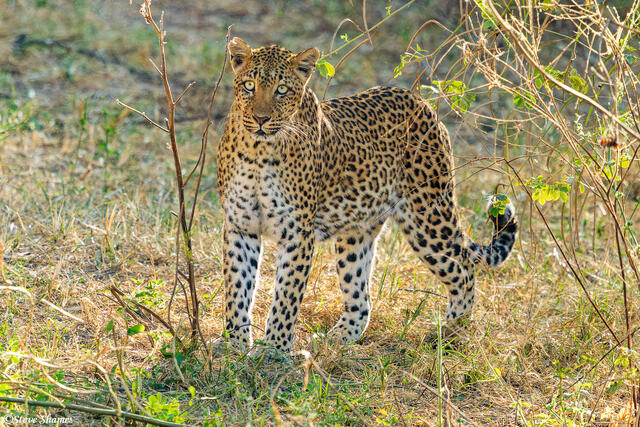 Zambia-African Leopard print