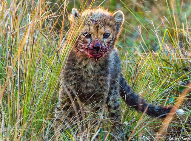 Zambia-Bloody Cheetah Cub print