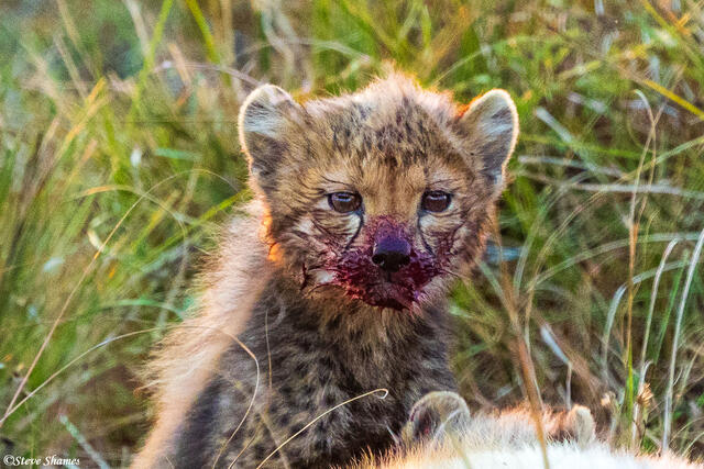 Zambia-Bloody Faced Cheetah Cub print