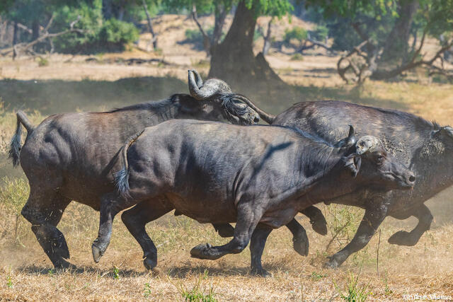 Zambia-Cape Buffalo Running print