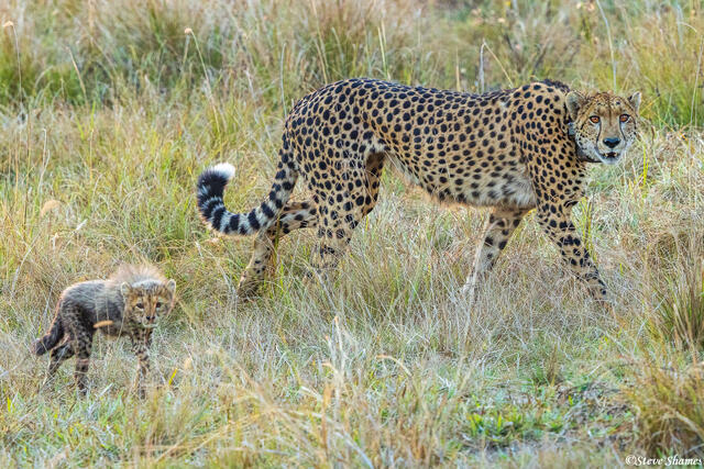 Zambia-Cheetah and Cub Walking print