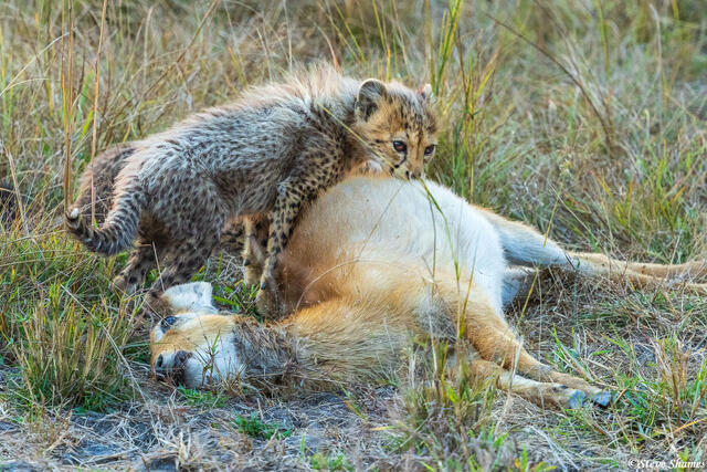Zambia-Cheetah Cub Eating Puku print