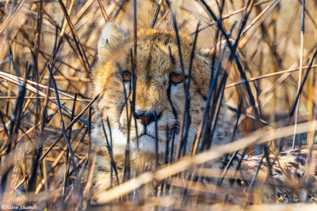 Zambia-Cheetah in Bush print