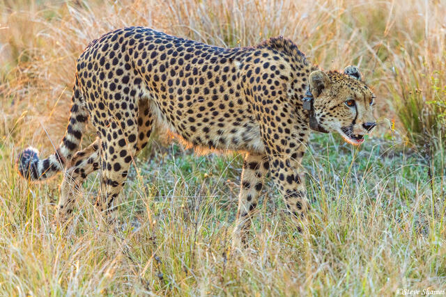 Zambia-Cheetah With Collar print