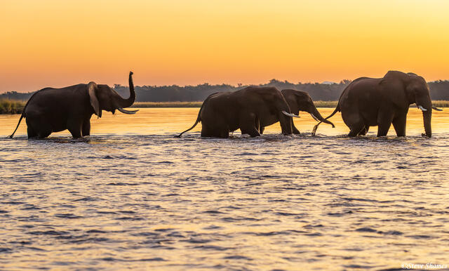 Zambia-Elephants Crossing River print