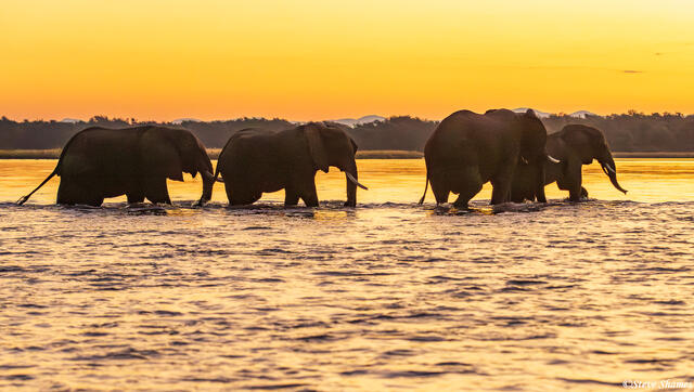 Zambia-Elephants Crossing Zambezi print