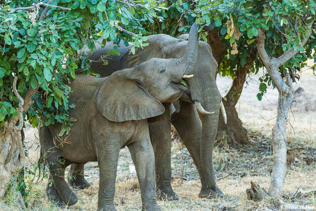 Zambia-Elephants Feeding print