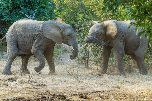 Zambia-Elephants Sparring print