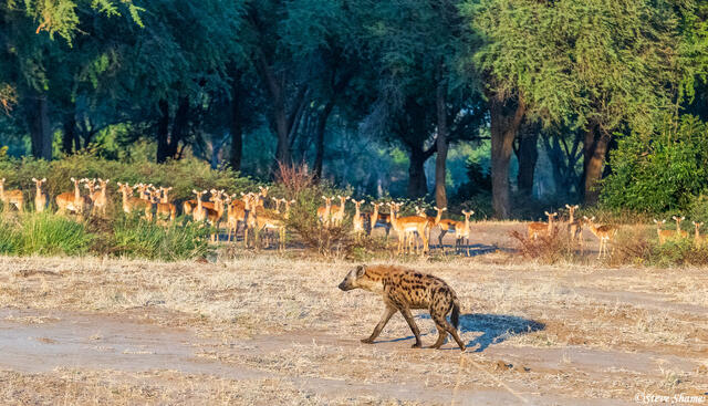 Zambia-Embarrassed Hyena print