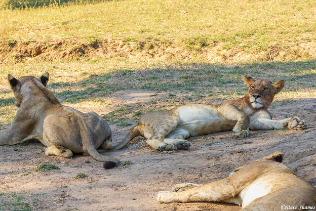 Zambia-Full Bellied Lions print