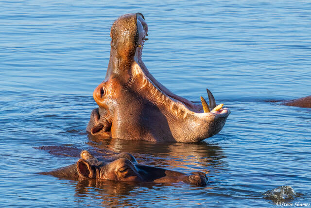 Zambia-Hippo Yawning print