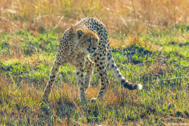 Zambia-Kafue Cheetah print