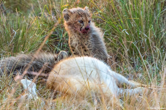 Zambia-Kafue Cheetah Cubs print