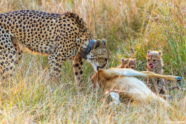Zambia-Kafue Cheetahs Eating print