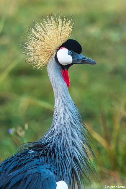 Zambia-Kafue Crowned Crane print