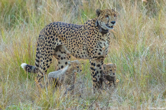 Zambia-Kafue Mother Cheetah print