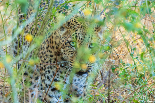 Zambia-Leopard in Bush print