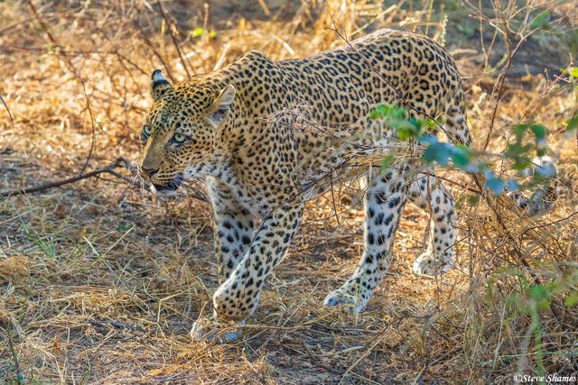 Zambia-Leopard on Ground print