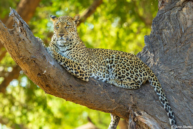 Zambia-Leopard on Tree Branch print