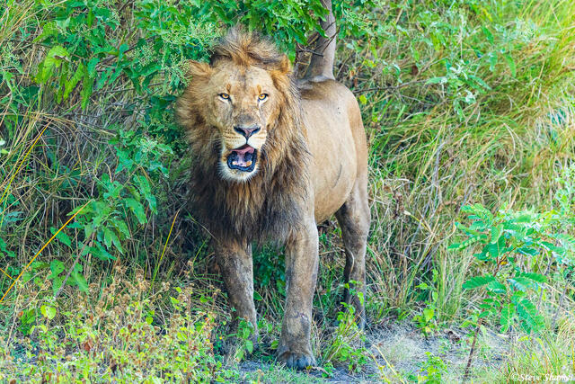 Zambia-Lion in Bush print
