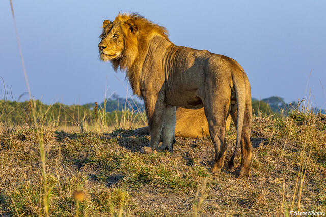 Zambia-Lion King print