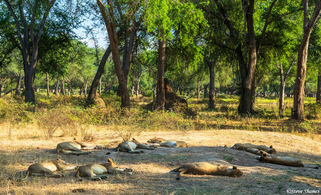 Zambia-Lion Pride Asleep print
