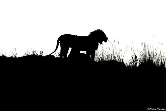 Zambia-Lion Silhouette print