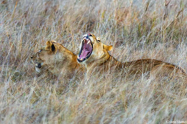 Zambia-Lion Sisters print