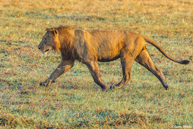 Zambia-Lion Trotting print