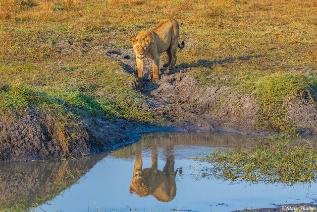 Zambia-Lioness at Waterhole print