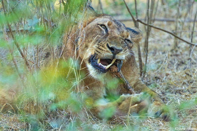 Zambia-Lioness Gnawing Hoof print