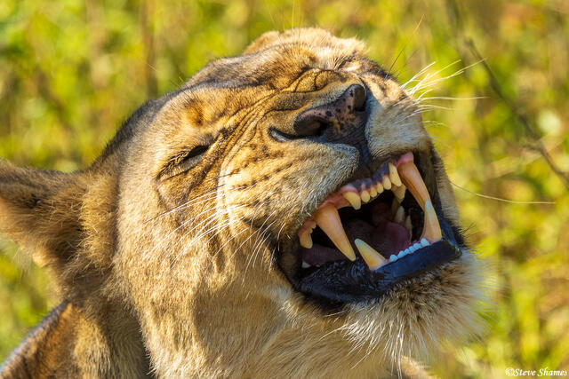 Zambia-Lioness Grimacing print