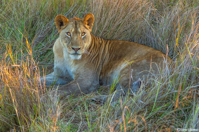 Zambia-Lioness Looking print