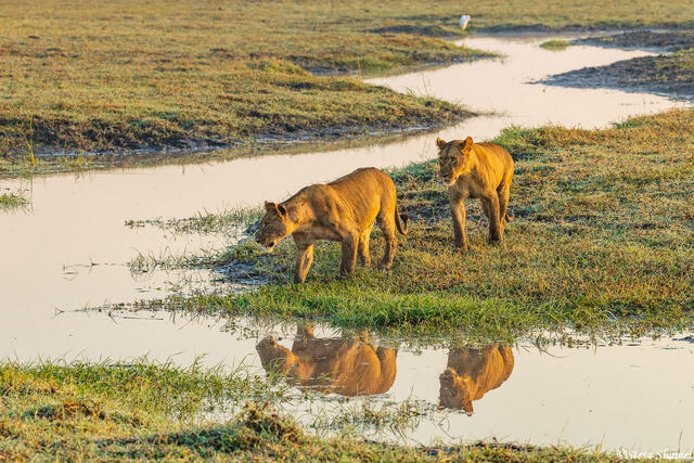 Zambia-Lions by Ravine print