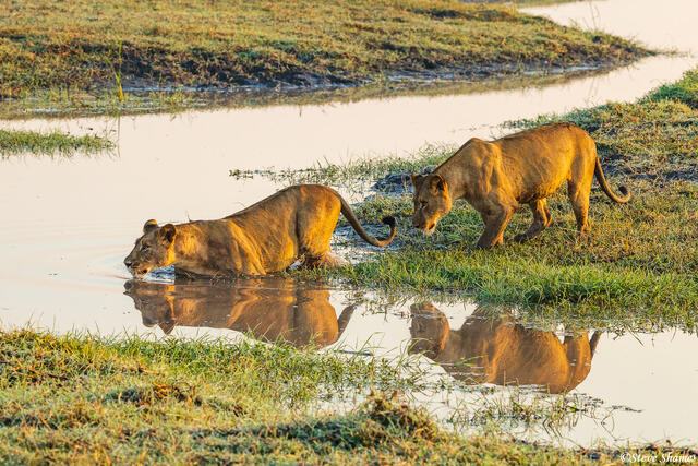 Zambia-Lions Crossing Water print