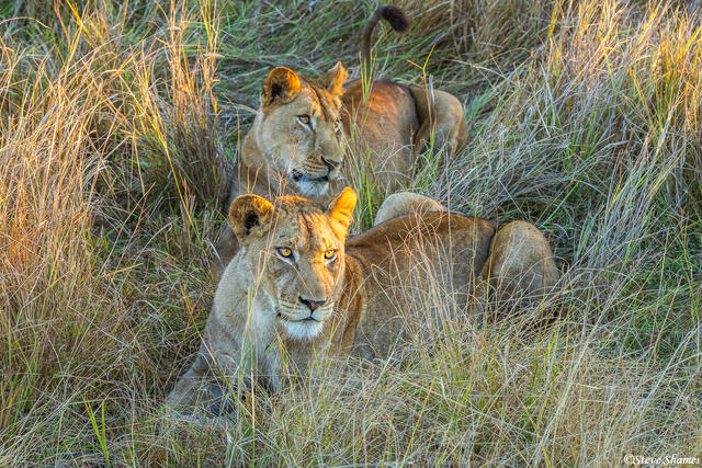 Zambia-Lions in Grass print