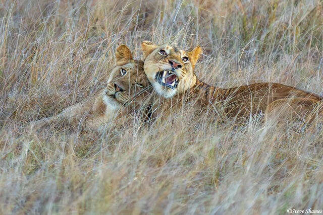 Zambia-Loving Lions print