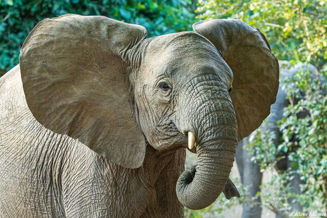 Zambia-Lower Zambezi Elephant print