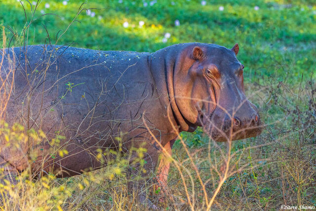 Zambia-Lower Zambezi Hippo print
