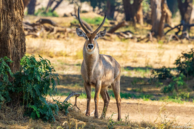 Zambia-Lower Zambezi Waterbuck print