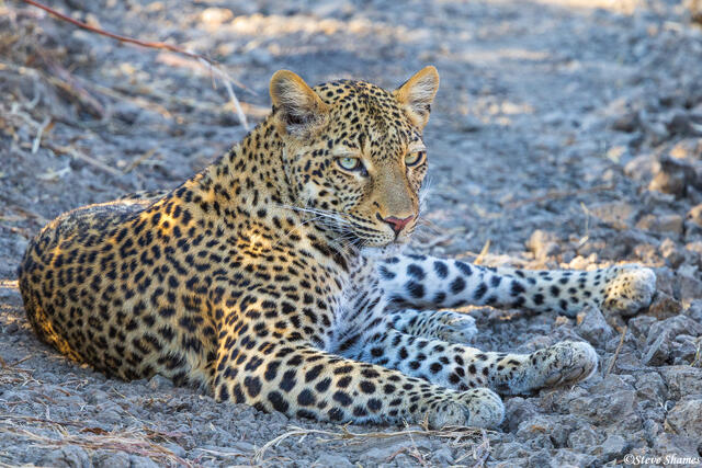 Zambia-Luangwa Leopard print